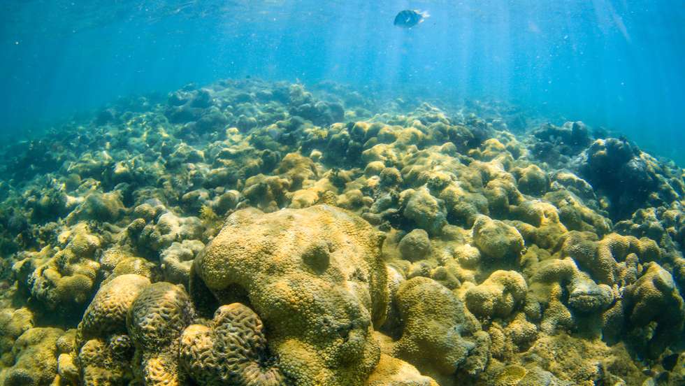 epa10522471 A coral in the Recife de Fora region, where researchers from the "Living Coral Project" dive to check corals, near the city of Arraial D'Ajuda, south coast from Bahia, Brazil, 8 March 2023 (Issued 14 March 2023). A coral reef paradise in Porto Seguro, one of the most desirable destinations in Brazil, struggles to stay upright in the face of threats that come daily from tourism, the city's main economic engine. Located in the state of Bahia, in the northeast of the country, this city attracts thousands of tourists every year for the white sands that stretch along its 85 kilometers of beaches, several of which are considered the most beautiful in the country.  EPA/ANDRE COELHO