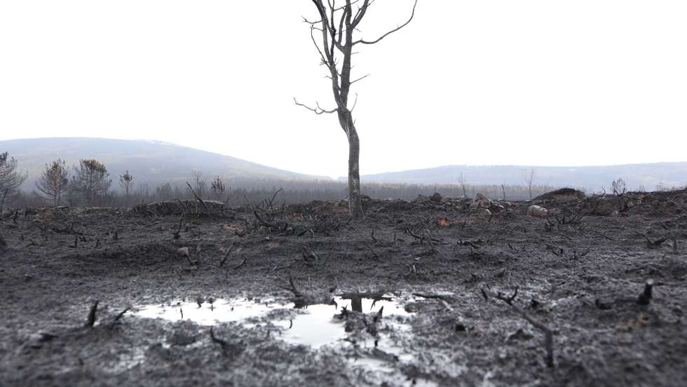 epaselect epa10023846 Aftermath of the Sierra de la Culebra wildfire in Otero de Bodas, Zamora province, Spain, 20 June 2022. A heatwave that has recently swept across Spain fueled one of the countryâ€™s largest wildfires in several decades, which has devastated more than 30,000 hectares of forest.  EPA/Mariam A. Montesinos