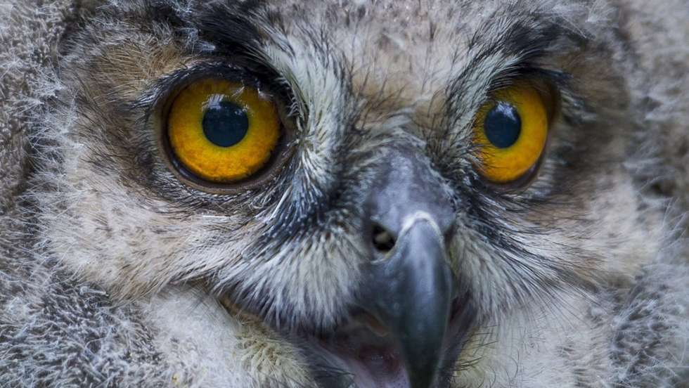 epa05983686 A one month old Eurasian eagle-owl (Bubo Bubo) nestling looks around in its enclosure at the Veszprem Zoo in Veszprem, 108 kilometers southwest of Budapest, Hungary, 23 May 2017.  EPA/BOGLARKA BODNAR HUNGARY OUT
