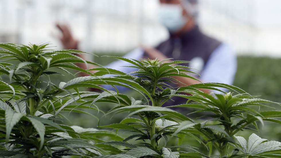 epa09328970 Photograph of cannabis plants in the Clever Leaves company nursery, in Pesca, department of Boyaca, Colombia, 01 July 2021 (Issued 07 July 2021). With a growing market, the medical cannabis industry is making its way in Colombia and seeks to become a supplier of raw materials and products that can satisfy the demand and leave behind the relationship that the plant had with drug trafficking violence.  EPA/Mauricio Duenas Castaneda