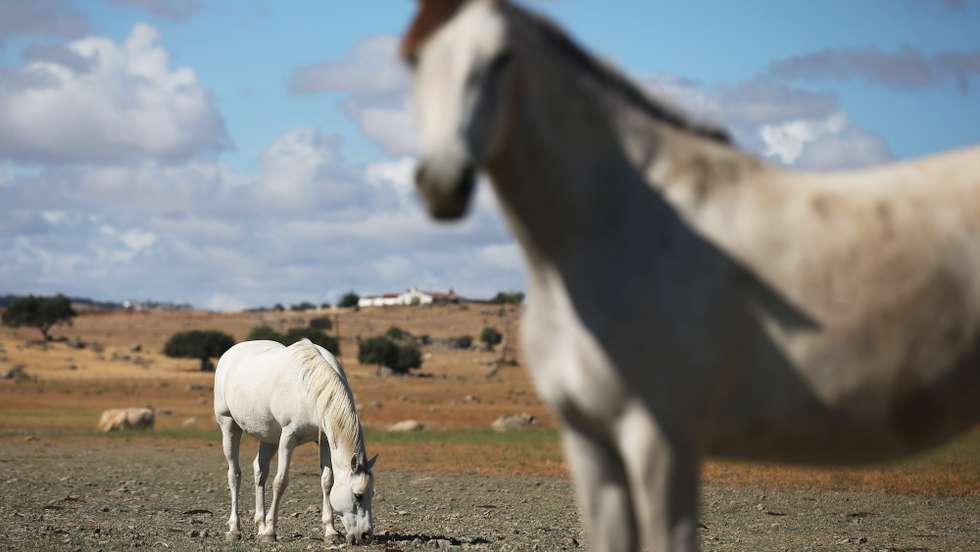 Um cavalo procura alimento numa propriedade na margem da barragem do Caia, que tem atualmente um volume de 91.935 mil metros cúbicos de água, o que representa 48,39%, em relação à cota de descarga da barragem (190 milhões de metros cúbicos). De acordo com o índice PDSI, no último mês agravou-se a situação de seca meteorológica em todo o território, com um aumento muito significativo da área em seca severa, estando agora grande parte do território nessa classe. Elvas, 21 de junho de 2022. NUNO VEIGA / LUSA