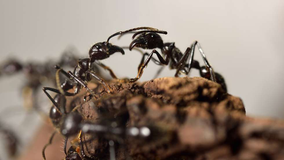 As formigas cortadeiras enriquecem o solo e dispersam as sementes, desempenhando um papel vital nas florestas tropicais das Américas