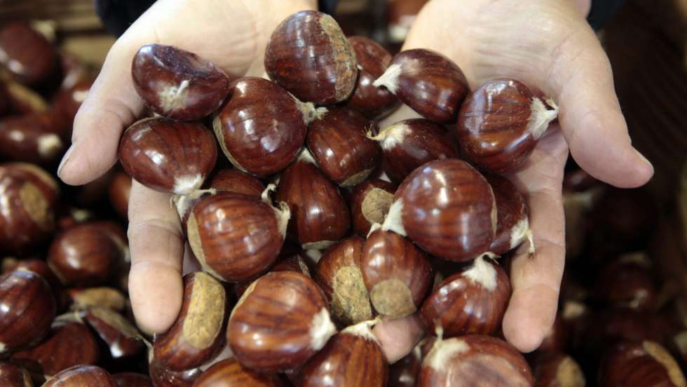 As quebras na produção vão privar muitas famílias transmontanas daquele que é um suplemento económico numa região onde predomina a agricultura familiar