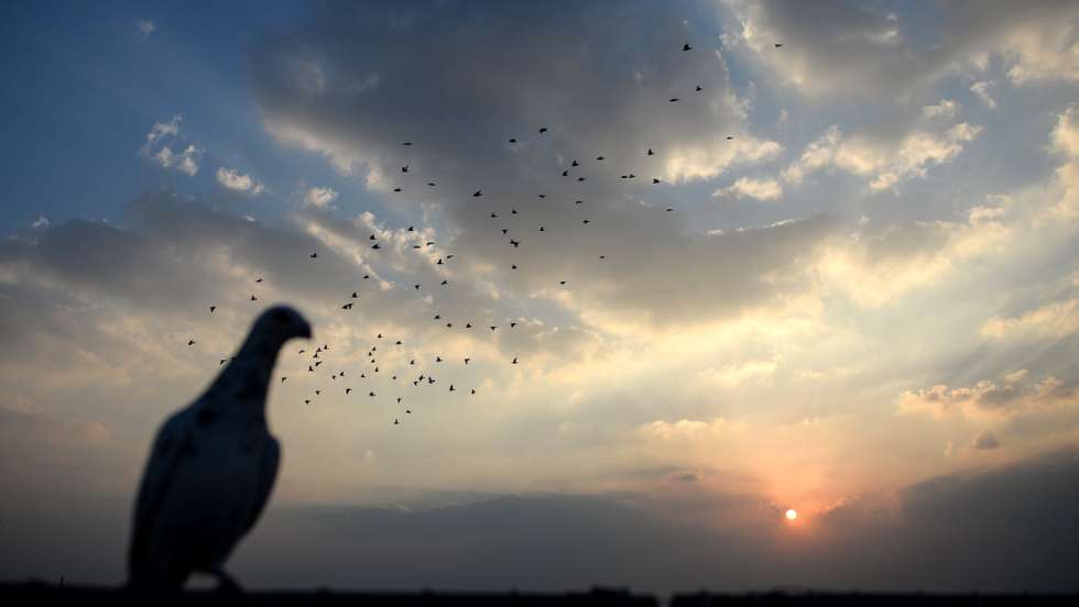 epa05839278 Pigeons fly over the old districts of Cairo, Egypt, 07 March 2017 (Issued 09 March 2017).  EPA/MOHAMED HOSSAM