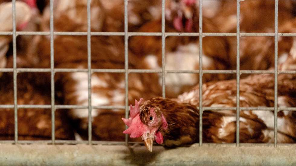 epa08767931 The chickens of poultry farmer Theo Bos have to stay indoors because of bird flu in Barneveld, The Netherlands, 23 October 2020. Commercial poultry farmers must keep their chickens indoors for the time being. The duty applies to farmers who have at least 250 chickens.  EPA/SANDER KONING