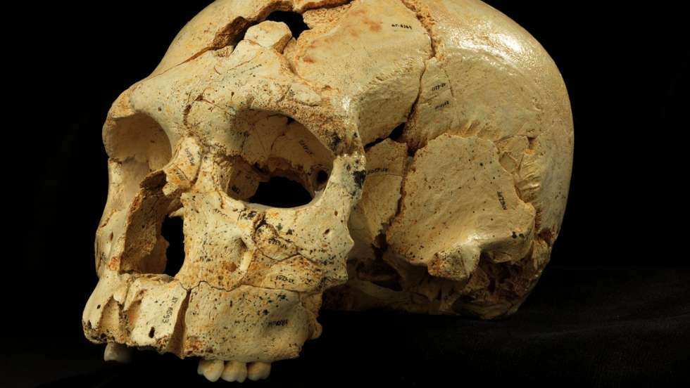 As principias atividades do Homo juluensis seriam a caça de animais selvagens e o fabrico de ferramentas