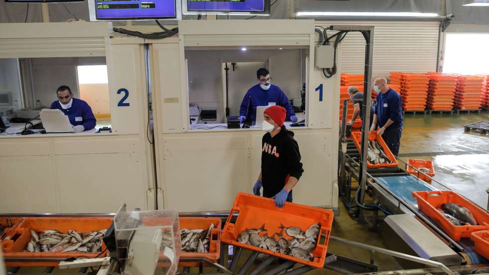 Funcionários da docapesca preparam o peixe para venda na lota de Peniche, 20 de março de 2020. O encerramento de estabelecimentos de restauração leva à queda do preço do pescado grosso e pode levar algumas embarcações a ir ao mar pescar com menos frequência, pelo perigo de contágio do coronavirus Covid -19. PAULO CUNHA /LUSA