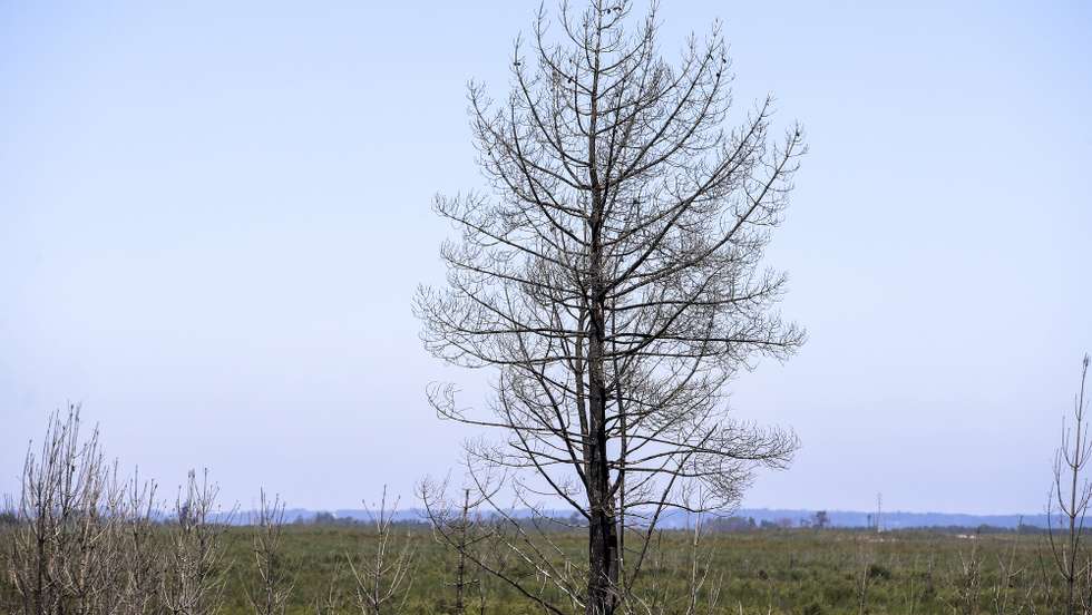 Vista do Pinhal de Leiria, em Vieira de Leiria, 31 de julho 2020. Há milhares de pinheiros a crescer na Mata Nacional de Leiria quase três anos após o incêndio que destruiu quase toda a floresta do concelho da Marinha Grande, apontando o ICNF - Instituto da Conservação da Natureza e das Florestas para uma taxa de sucesso de regeneração superior a 80%. (ACOMPANHA TEXTO DE 9 DE AGOSTO DE 2020). PAULO CUNHA /LUSA