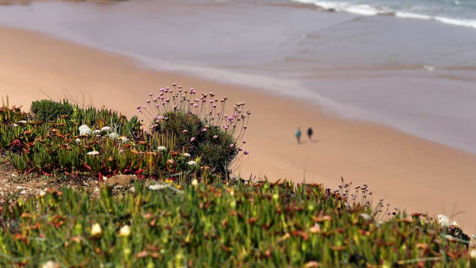 Várias espécies de plantas numa arriba da praia de Monte Clérigo, zona turistica próxima da Ponta da Atalaia, área do Parque Nacional do Sudoeste Alentejano e Costa Vicentina (PNSACV) importante para as aves e onde “habitam” 700 espécies de plantas, algumas delas exclusivas, Aljezur, 10 de maio de 2021. (ACOMPANHA TEXTO  DE 20/05/2021) NUNO VEIGA/LUSA