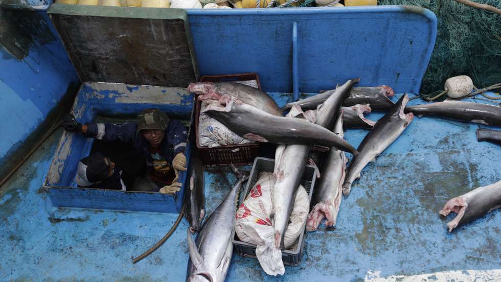 epa10165723 View of the cargo of the Colombian boat that was illegally fishing in Panamanian waters, Coiba area, in western Panama, Panama, 06 September 2022. According to a Panama's authorities report the boat called 'De Pesca' had eight Colombian crew members.  EPA/Bienvenido Velasco