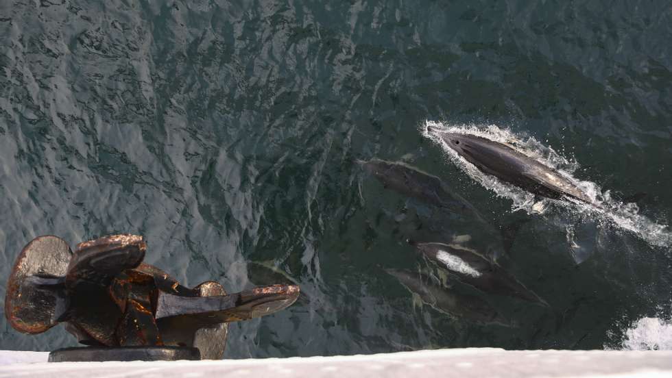 Golfinhos acompanham o Santa Maria Manuela, um antigo bacalhoeiro adaptado e modernizado, onde centena e meia de pessoas trabalhou nos últimos 12 dias, até debaixo de água, para conhecer um mundo do qual pode depender a humanidade, 10 outubro 2022. Ao largo das costas de Cascais, de Sintra e de Mafra, nos arredores da capital, dezenas de investigadores, biólogos quase todos, mergulharam, mediram, fotografaram, tomaram notas. Viram peixes, procuraram tubarões, contaram aves, colheram amostras de algas, de esponjas, de briozoários e de outras pequenas “coisas”. (ACOMPANHA TEXTO DO DIA 13 OUTUBRO 2022). ANDRÉ KOSTERS/LUSA