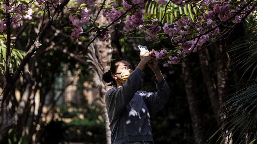 epa09885366 A woman who was quarantined in her home for 12 days and came out for Covid-19 test takes pictures of cherry blossom in a residential community under lockdown in Shanghai, China, 12 April 2022. Shanghai authorities announced, on 12 April, the release of some residential areas without coronavirus cases from Covid-19 lockdown, while the majority are still closed with residents reportedly complaining about food shortages.  EPA/ALEX PLAVEVSKI