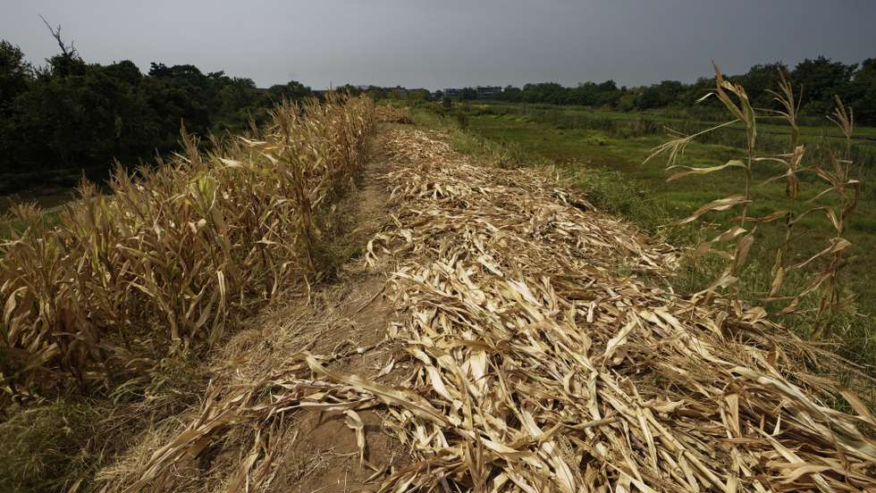 epa10138076 Dried corn crops on the farm amid drought, in the village on the outskirts of Jiujiang, Jiangxi Province, China, 25 August 2022. China issued an alert as heatwave and drought put autumn harvest at risk urging local authorities to take all available measures to ensure crops survive the hottest summer on record. Mrs. Lile, a grape farmer who lives on the outskirts of Jiujiang city, explained that her grapes were 40 percent affected by the drought as no one wants to buy soft grapes. However, living by the hydro plant benefits her as other people struggle. 'I don't think to move to another place as food and drought are natural', she added. Jiangxi Province has been experiencing severe drought since 15 July. China's long-running and severe heatwave caused a record-breaking drought across the country, causing some rives to dry up, including parts of the Yangtze River. A lady from Jiangxi Province, Mrs. Jiang, complained that her garden is severely affected by the heat and lack of water. 'Crops died', she said. China's usually water-rich south has been power rationing causing blackouts as the hydropower capacity drastically decreased. Last week Sichuan province rationed public electricity usage or suspended the power supply to thousands of factories due to the power shortage.  EPA/ALEX PLAVEVSKI  ATTENTION: This Image is part of a PHOTO SET