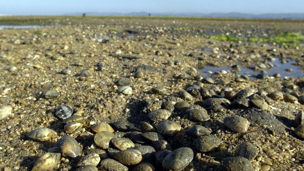 Os militares detetaram várias pessoas a capturar berbigão na Ria Formosa fora dos períodos legalmente fixados, no âmbito de uma ação de fiscalização.
