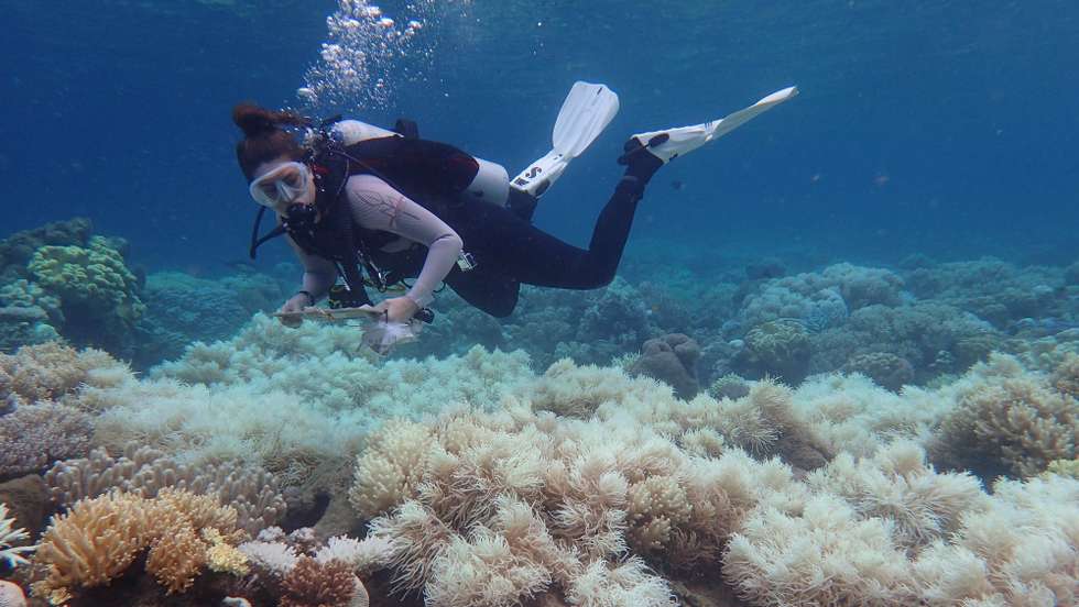 epa05900632 An undated handout photo made available by the Arc Centre of Excellence for Coral Reef Studies on 10 April 2017 shows the bleaching damage on the corals of the Great Barrier Reef, Queensland, Australia. Recent aerial surveys by the Australian Research Council's Centre of Excellence for Coral Reef Studies has revealed only the southern third of the Great Barrier Reef has escaped unscathed from coral bleaching. Back-to-back bleaching has killed huge tracts of the reef, the Council said.  EPA/GREG TORDA/ARC CENTRE CORAL REEF STUDIES HANDOUT  HANDOUT EDITORIAL USE ONLY/NO SALES