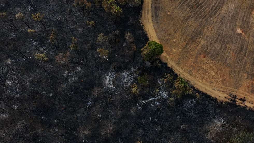 epa11642710 An aerial view shows an area devastated by a forest fire in the Brazilian Agricultural Research Corporation (Embrapa) research area in Brasilia, Brazil, 04 October 2024. Environmentalist candidates in Brazil's upcoming municipal elections on 06 October 2024, a minority, are fighting to contain the booming agricultural sector by defending sustainable development amid one of the worst droughts in decades.  EPA/ANDRE BORGES