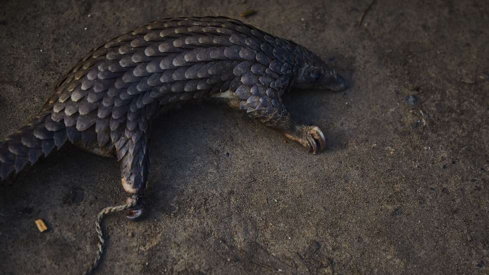 epa08891321 (12/39) A pangolin captured by hunters in the Ituri rainforest, in Mambasa territory, Democratic Republic of the Congo, 19 October 2020. The risk of a new pathogen coming in contact with human populations is increased in areas with high biodiversity like Congo. Over 72 percent of the country lives on less than USD 1.90 a day, which makes free sources of food like hunting essential in parts of the country where hunting and fishing are a viable option. Human populations come into contact with animals and pathogens during activities such as hunting for food or the exotic animal trade and deforestation. With deforestation and habitat loss, animals are more likely to move into new areas and come into contact with human beings for the first time. Humans living in these high-risk areas have a far greater chance of becoming a 'patient zero' for virus spillover than elsewhere. The exotic animal trade is also an attractive source of revenue as Congo still hosts many exotic animals, including pangolins, the mammal suspected to be a secondary host for COVID-19 before it spilled over into the human population. There exists a precarious situation where conservation is a losing battle due to governance factors, and Congo’s biodiversity posits a distinct likelihood for a new virus to jump from an animal to a human population. Mammals alone are estimated to host at least 320,000 undiscovered viruses.  EPA/Hugh Kinsella Cunningham ATTENTION EDITORS / MANDATORY CREDIT : This story was produced in partnership with the Pulitzer Center -- For the full PHOTO ESSAY text please see Advisory Notice epa...