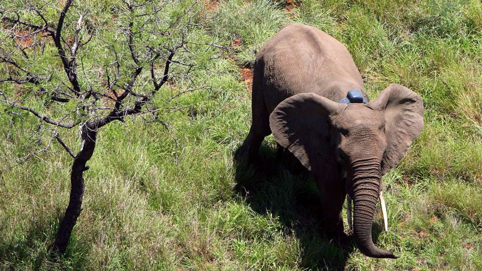 epa01177255 A picture dated 12 November 2007 shows an elephant fitted with a tracking collar recovering from the drug, some 80km north-east of Maputo, Mozambique. In a joint project of the Conservation Ecology Research Unit (CERU) of South Africa's University of Pretoria and Mozambique's University of Eduardo Mondlane, co-funded by the International Fund for Animal Welfare (IFAW), elephants in rural areas of Mozambique adjoining the park were fitted with tracking collars during November 2007. The research is aimed at implementing a systemic approach to elephant management through Mozambique where conflict has occurred between village residents and free-roaming elephants in the wild.  EPA/JON HRUSA