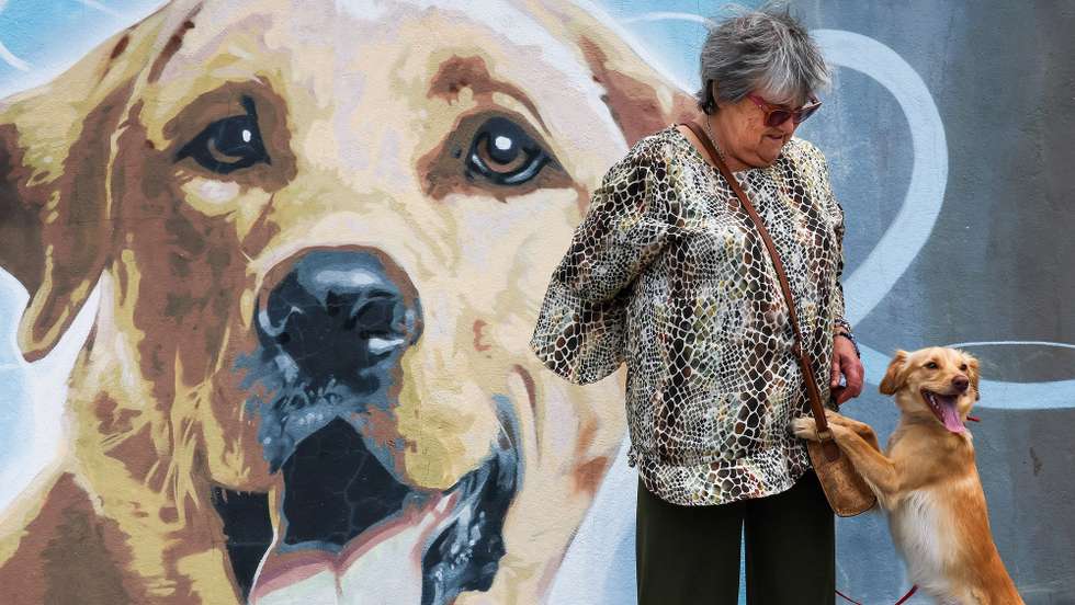 Uma participante do projeto "Fiel Amigo" que junta idosos e animais, da Câmara Municipal de Vila Franca de Xira e do Centro de Recolha Oficial (CRO), passeia um cão junto às instalações em Vila Franca de Xira, 19 de junho de 2024. “Combater a solidão dos idosos” e proporcionar um “novo lar” aos animais residentes no CRO de Vila Franca de Xira foi o mote que esteve na origem do projeto “Fiel Amigo”, lançado há cinco meses pela autarquia do distrito de Lisboa. (ACOMPANHA TEXTO DA LUSA DO DIA 22 DE JUNHO DE 2024). MANUEL DE ALMEIDA/LUSA