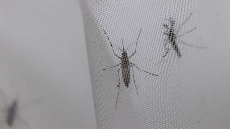 epa10845189 A picture shows Aedes aegypti mosquitoes in the entomology laboratory of the National Center for the Control of Tropical Diseases (CENCET) in Santo Domingo, Dominican Republic, 06 September 2023. The Dominican Republic is going through an 'epidemic outbreak of dengue,' with almost a thousand suspected cases in a little more than a week, according to figures presented by the Ministry of Public Health on 06 September, with four confirmed deaths and an additional 17 deaths currently under investigation.  EPA/Orlando Barria