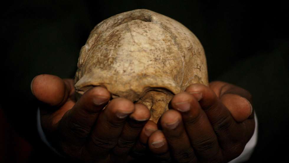 Um novo fóssil descoberto desafia a história da evolução humana. Um crânio descoberto em 2000 perto do lago Turkana, no Quénia.