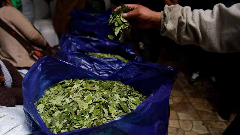 epa08026678 View of coca leaves at Villa Fatima market, the main coca market, in La Paz, Bolivia, 25 November 2019 (issued 26 November 2019). According to reports, Coca growers' leader Franklin Gutierrez has asked for unity in the country. According to Gutierrez, Bolivia 'is fractionated' after Evo Morales' rule.  EPA/RODRIGO SURA