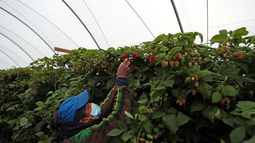 Uma trabalhadora apanha framboesas numa estufa de uma empresa de exportação de frutos vermelhos, que aumentou 20% o seu volume de negócios neste ano, apesar dos desafios impostos pela pandemia de covid-19 que a obrigaram a repensar a sua estratégia no mercado, em Odemira, 16 de dezembro de 2020. (ACOMPANHA TEXTO DA LUSA DO DIA 01 DE JANEIRO DE 2021). NUNO VEIGA/LUSA
