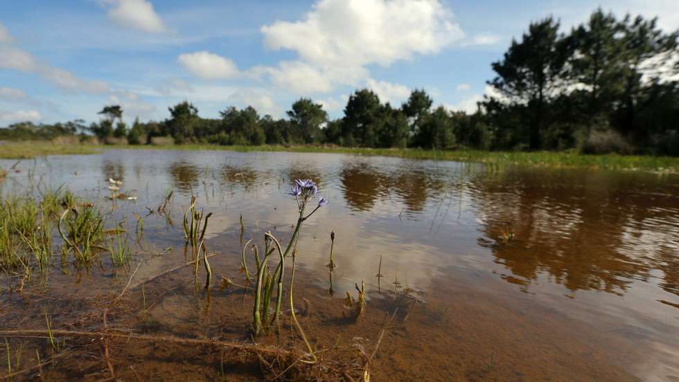 Propõe-se a criação de pontos de água, o recurso a agricultura extensiva e uma maior disponibilidade de refúgios protegidos da atividade humana