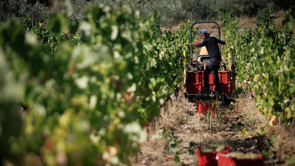 A vindima começou mais cedo no Douro para “salvar” a uva da seca e do calor e, pelos valados de uma quinta, em Alijó, cruzam-se vindimadores portugueses, timorenses e ucranianos, que minimizam a falta de mão-de-obra,Alijó, 18 de agosto de 2022. (ACOMPANHA TEXTO DE 21 DE AGOSTO DE 2022) PEDRO SARMENTO COSTA/LUSA
