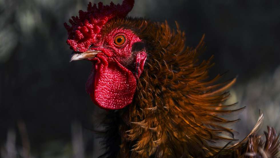 A galinha está avaliada em dez euros