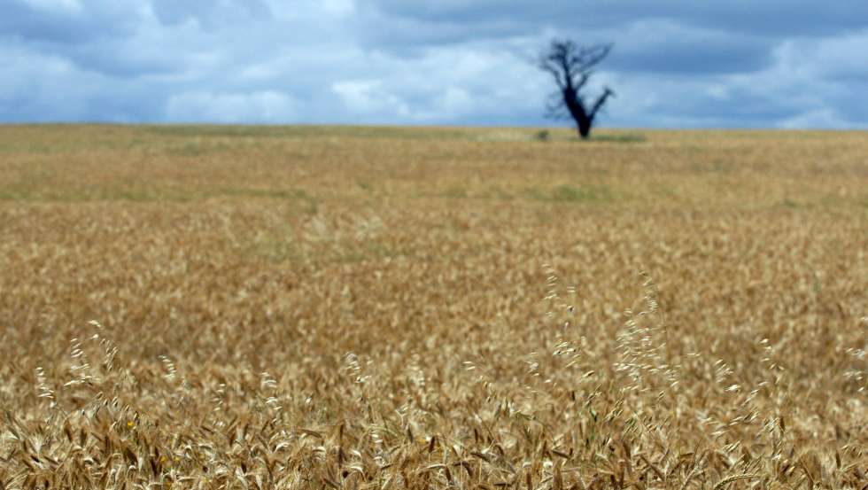 Agricultura - Espigas de trigo num campo agricola, em Campo Maior a 21 de Maio de 2008 . NUNO VEIGA/LUSA