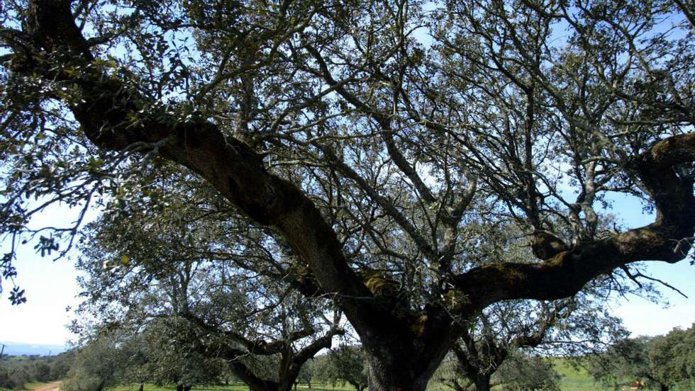 A GNR elaborou um auto de contraordenação aos proprietários do terreno, de âmbito ambiental, pelo corte/abate indevido de árvores