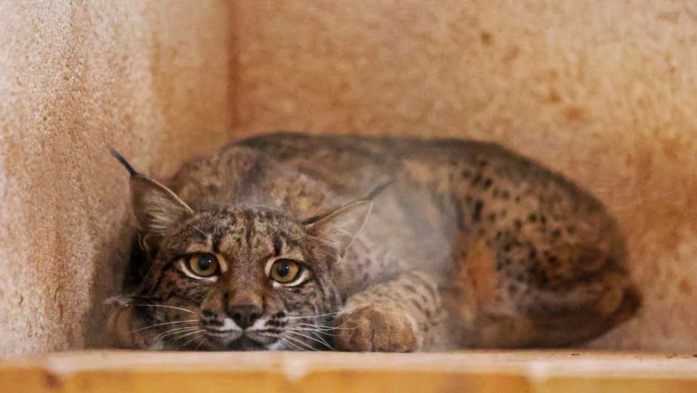 A lince fêmea Ventilla, espera em cativeiro no Centro de Recuperação de Fauna Selvagem “El Chaparrillo” o dia em que será libertada em Cuenca (Espanha), e irá contribuir para repovoar a zona, em Ciudad Real, Castela-La Mancha, Espanha, 11 de maio de 2025. O projeto de recuperação do lince ibérico arrancou em 2002, ao abrigo de programas europeus LIFE, e fez-se em cooperação com as populações, segundo referem responsáveis do Lynx Connect, o LIFE em curso, para o período 2020-2025. (ACOMPANHA TEXTO DA LUSA DO DIA 16 DE MAIO DE 2025). NUNO VEIGA/LUSA