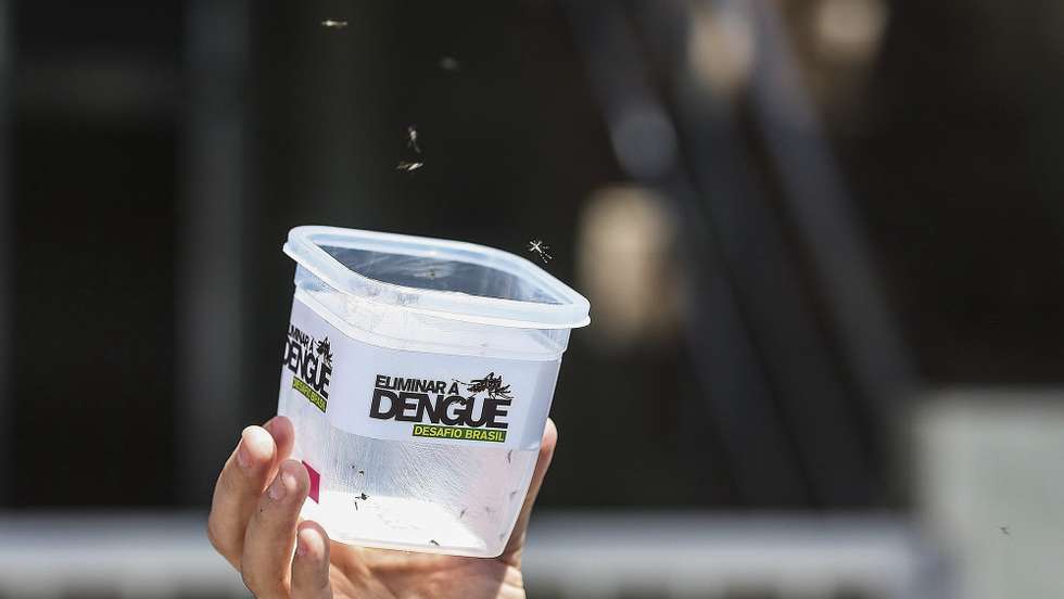 epaselect epa04415976 A man holds a plastic case with mosquitoes at a favela in Rio de Janeiro, Brazil, 24 September 2014. The project 'Eliminate the dengue: Challenge Brazil' by state Brazilian laboratory Fiocruz released about 10,000 mosquitoes infected with a dengue blocking bacteria.  EPA/Antonio Lacerda