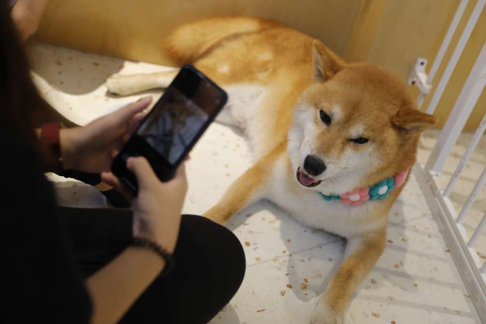 epa07732951 Young Chinese people takes photo to a Shiba Inu dog in a dog theme cafe in Beijing, China, 22 July 2019. Animal cafe becomes more and more popular among Chinese young people who play and feed the dogs or cats in cafe to enjoy the leisure time.  EPA/WU HONG