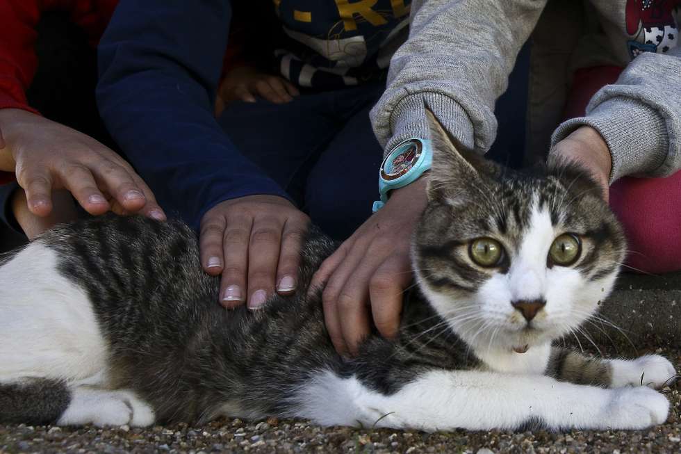 Crianças da Escola do Dianteiro brincam com o gato Didi, que adotaram no âmbito de um programa do canil Municipal de Coimbra, em Coimbra, 25 de novembro de 2016. O programa pretende agora chegar a mais escolas, também a lares de idosos e outro tipo de instituições que se queiram assumir como famílias adotivas de gatos e cães. (ACOMPANHA TEXTO DE 28 DE NOVEMBRO DE 2016). PAULO NOVAIS/LUSA