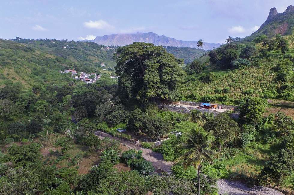 A maior árvore de Cabo Verde "Pé di Polon", na ribeira de Boa Entrada, um espaço requalificado, que passa a fazer parte do roteiro para turistas, na Assomada, ilha de Santiago, Cabo Verde, 28 de novembro de 2025. O poilão da Boa Entrada é um dos símbolos do turismo de natureza de Cabo Verde, diversificando além do sol e praia, apresentada como a maior e mais antiga árvore do arquipélago e que junta cada vez mais turistas. (ACOMPANHA TEXTO DA LUSA DO DIA 30 DE NOVEMBRO DE 2025) ELTON MONTEIRO/LUSA