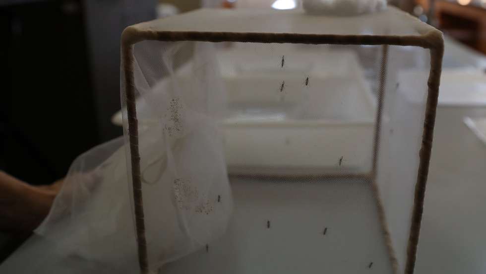 Laboratório do Instituto de Higiene e Medicina Tropical (IHMT), Lisboa, 22 de março de 2019. O diretor do Instituto de Higiene e Medicina Tropical (IHMT), Paulo Ferrinho, alertou, em entrevista à agência Lusa, para a tendência de globalização das doenças tropicais, admitindo a possibilidade de "surtos esporádicos" de malária na Europa. (ACOMPANHA TEXTO DE 01/04/2019)  ANTÓNIO COTRIM/LUSA