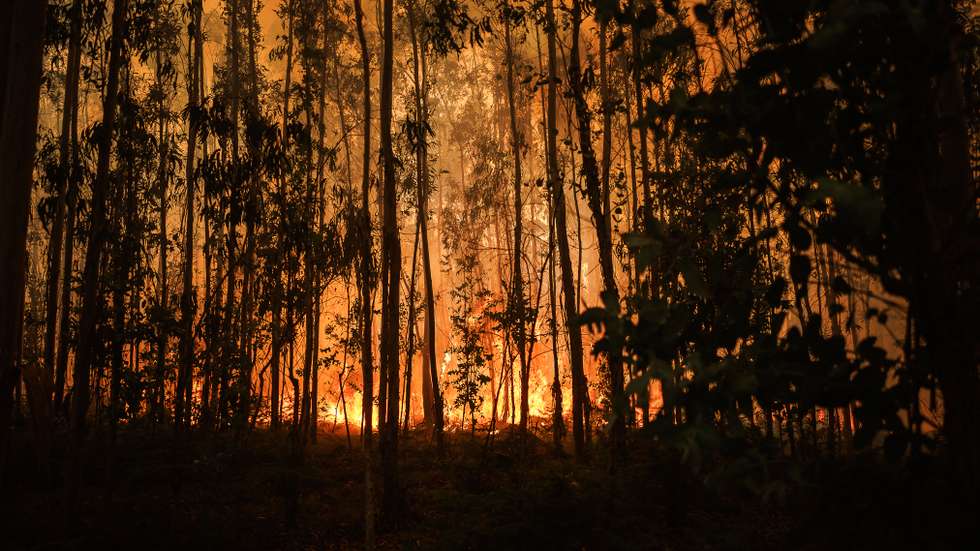 Os incêndios já consumiram mais de 116 mil hectares em França desde o início do ano