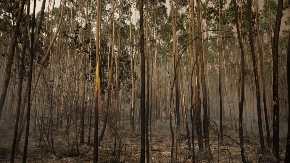 A iniciativa vai ser concretizada no âmbito do programa de redução do número de ignições integrado na Estratégia Nacional para a Floresta