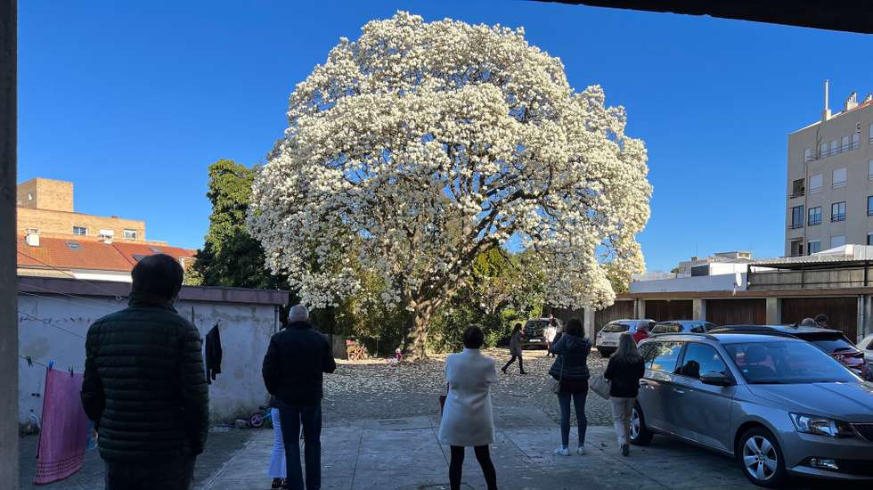Em janeiro do ano passado, Afonso Reis Cabral e alguns vizinhos do prédio onde os pais do escritor têm casa — e onde cresceu — juntaram-se e abriram as portas das traseiras para que o público admirasse a alta magnólia pintada de branco