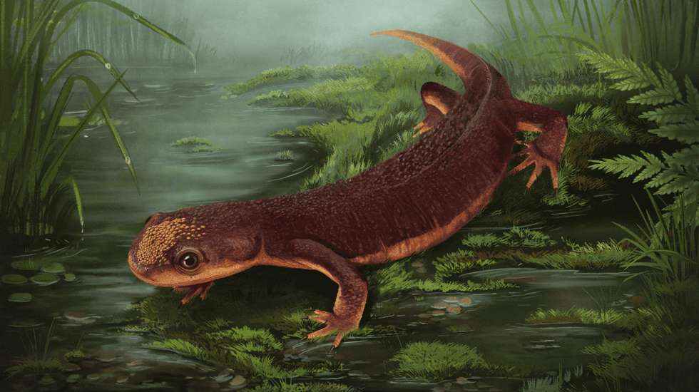 Ilustração mostra que o animal encontrado assemelha-se aos camaleões modernos