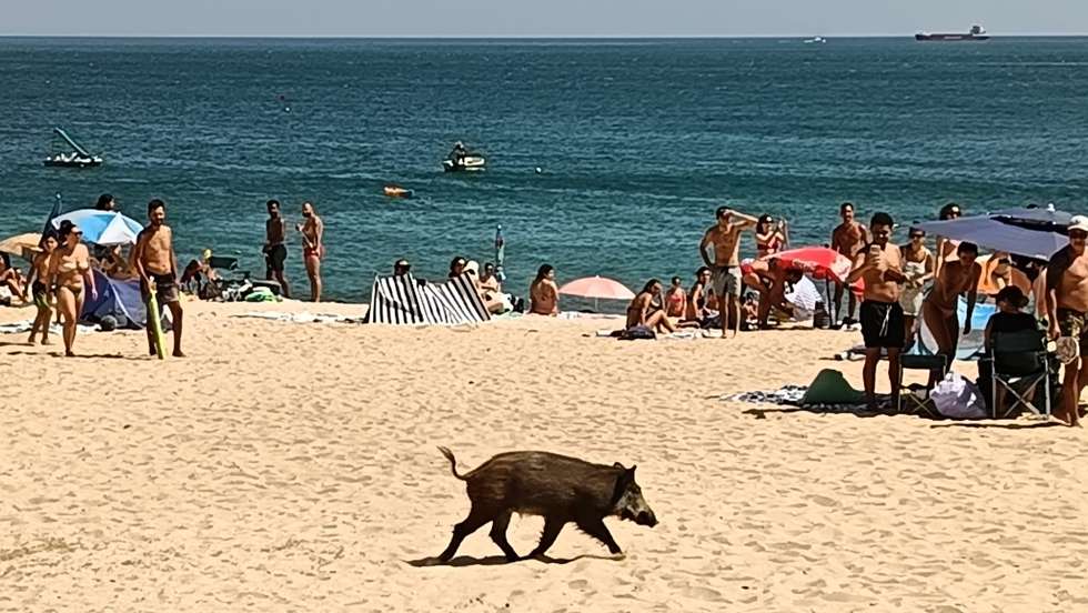 Javali em praia da Arrábida