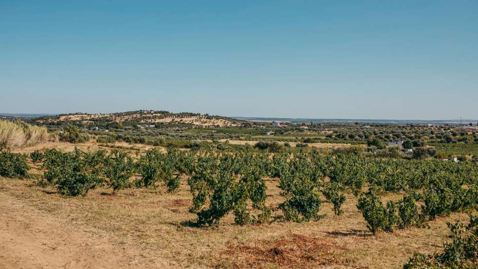 Vinha Cevadeira - Aldeia de Cima