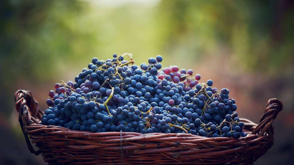 Cerca de 300 quilos de uvas foram despejados esta quarta-feira