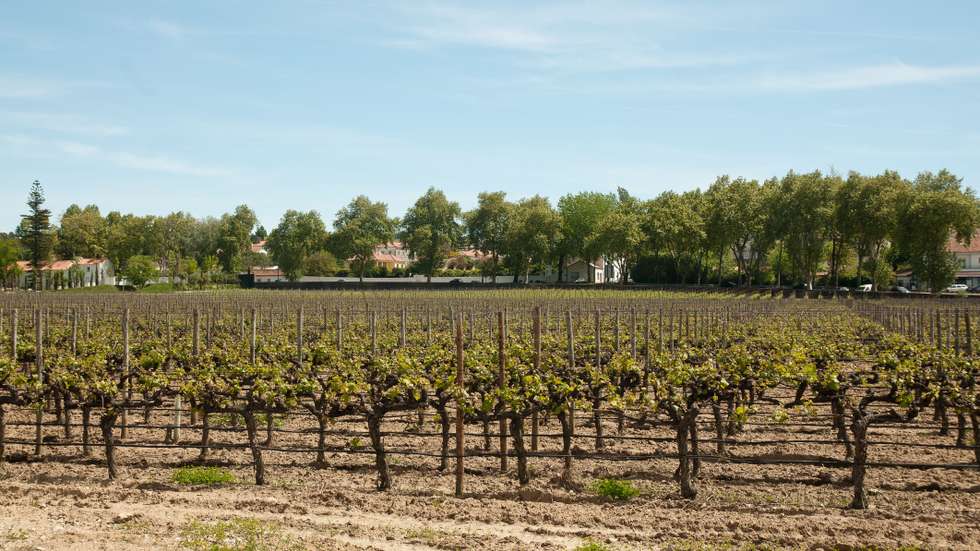 Em 2025, a área de vinha em Portugal fixou-se em 169.663 hectares e a produção nacional de vinho foi de 595,6 milhões de litros