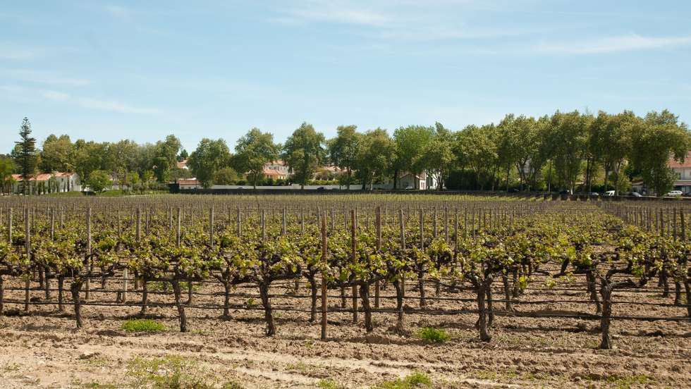Acordo permitiria à Europa exportar mais vinhos e bebidas espirituosas para a América do Sul