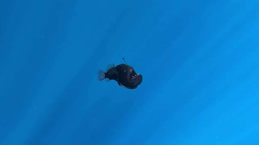 A ONG Condrik Tenerife divulgou um vídeo de um avistamento invulgar de um peixe-diabo ou um tamboril abissal em plena luz do dia