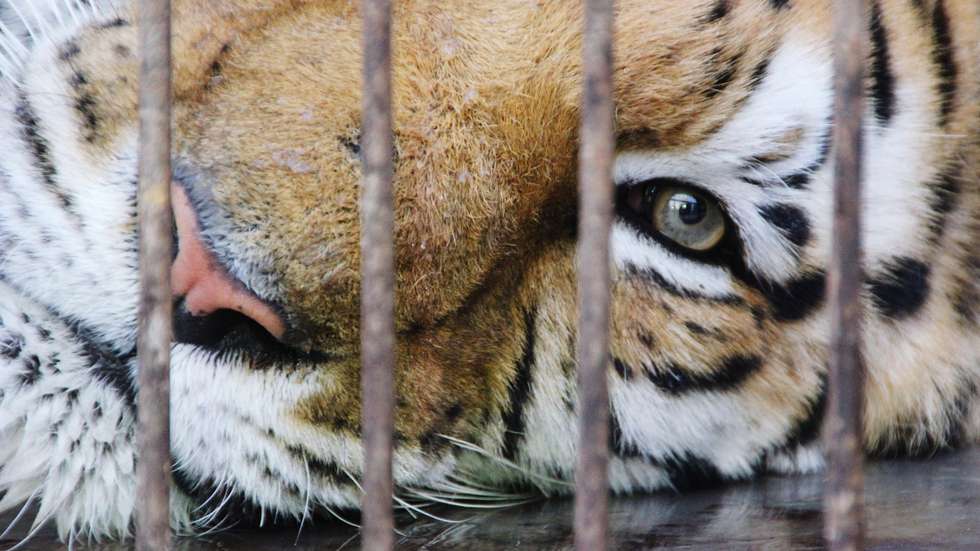 Um tigre
