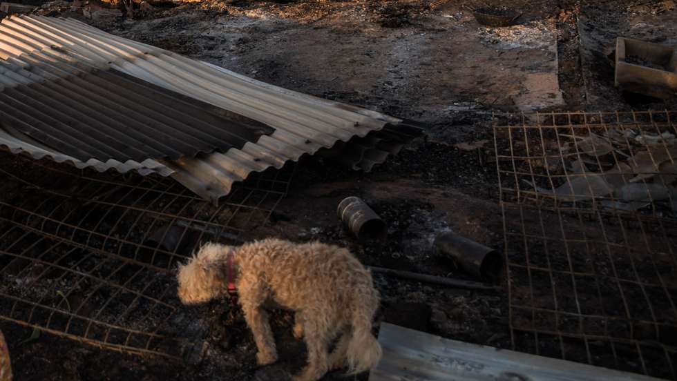 Orçamento do Estado para este ano tem uma verba de "500 mil euros" para a elaboração e implementação de um plano nacional de desacorrentamento de animais de companhia